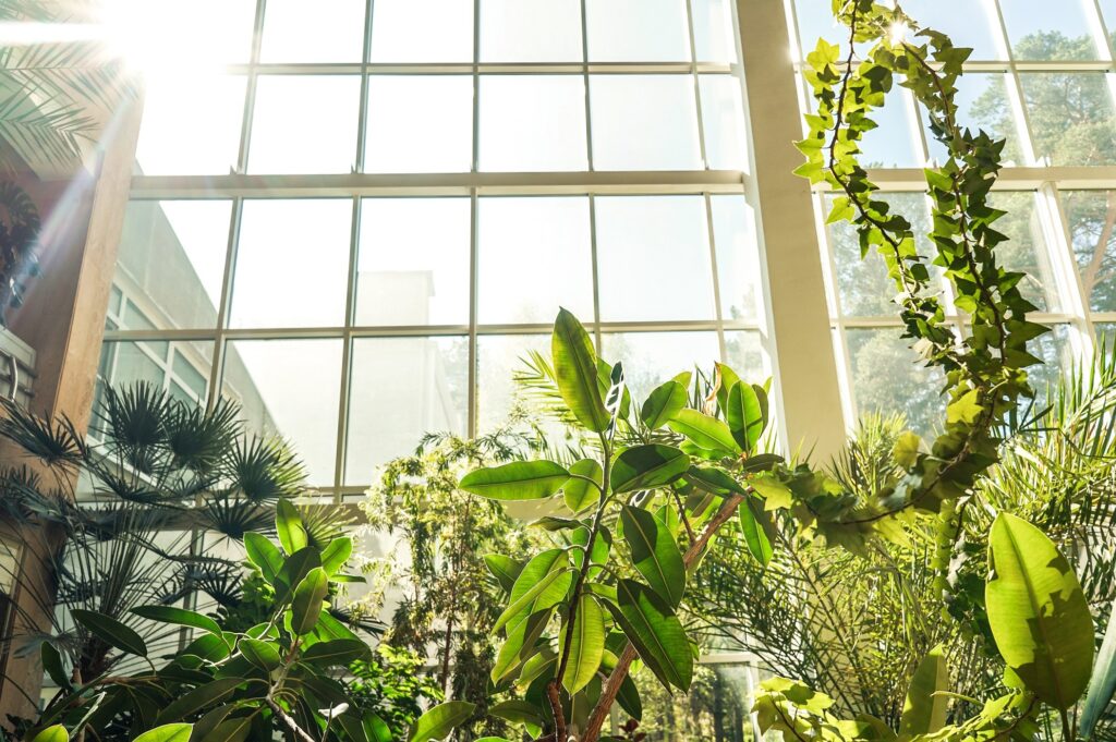 Green plants in botanical garden indoors by a window