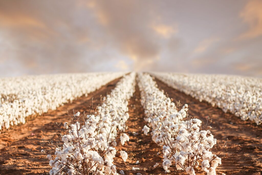 Organic cotton, the Organic Content Standard, and FibreGuard