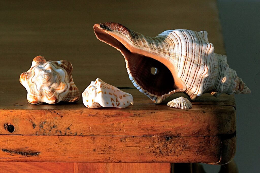 Shell collection by James Wainscoat