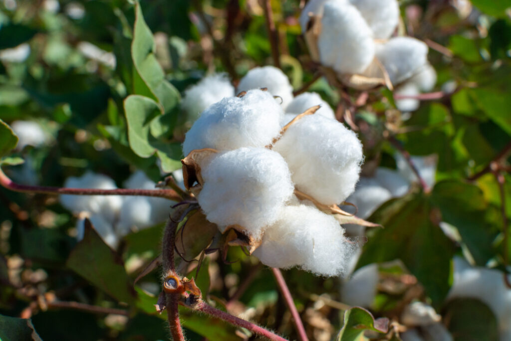 Cotton plant organic content standard furnishing textiles