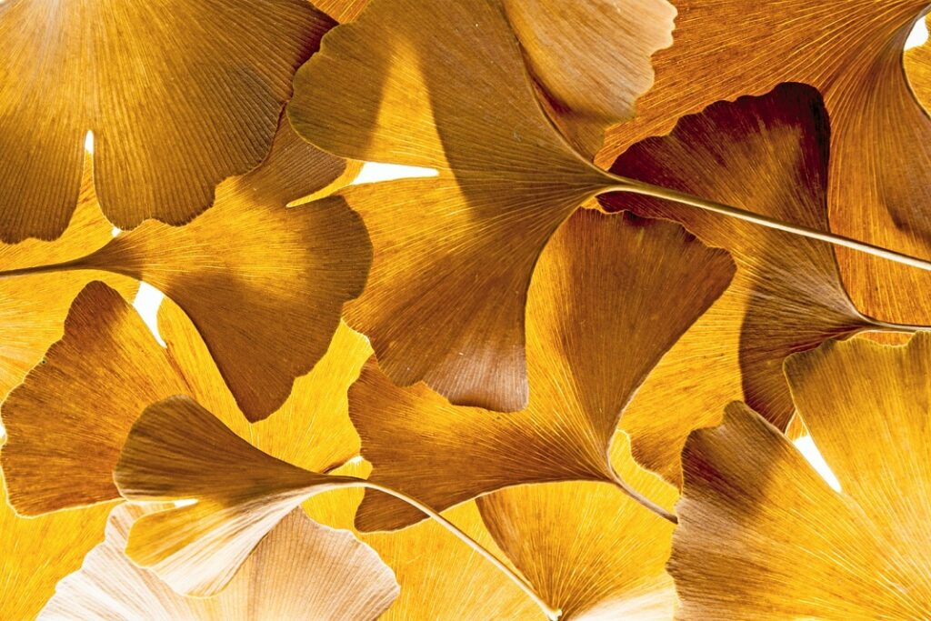 Fortuna gold layered leaves shutterstock smaller