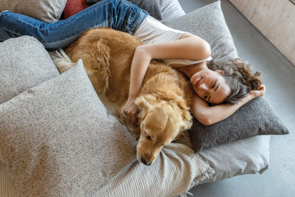 golden retriever enjoying pillow cuddles thanks to fibreguards stain resistant fabrics