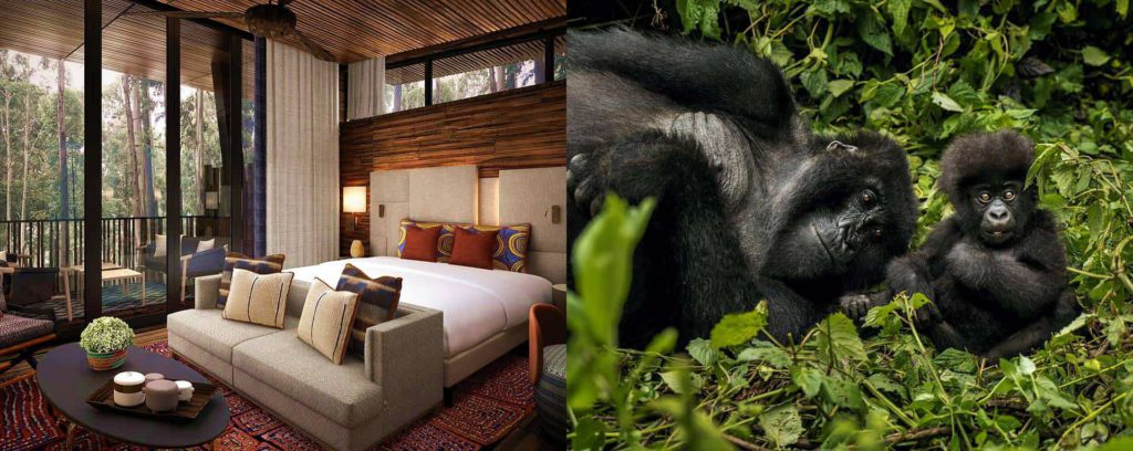 Gorillasnestlodge1