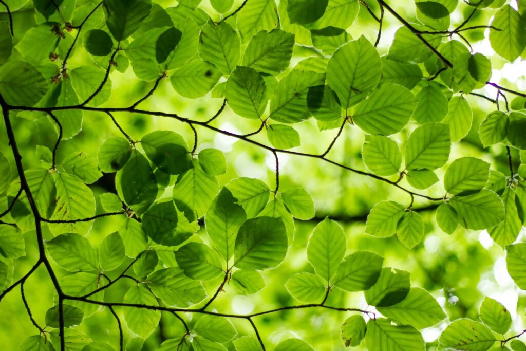 Lush green of the leaves overhead