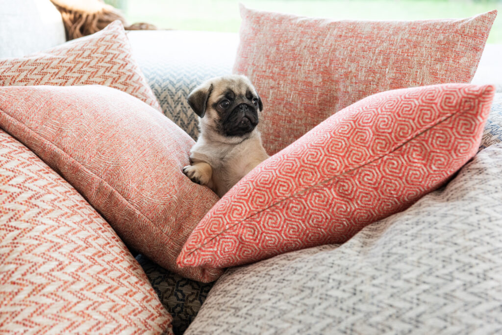 Pug peeking out from a pile of rusty red scatter cushions