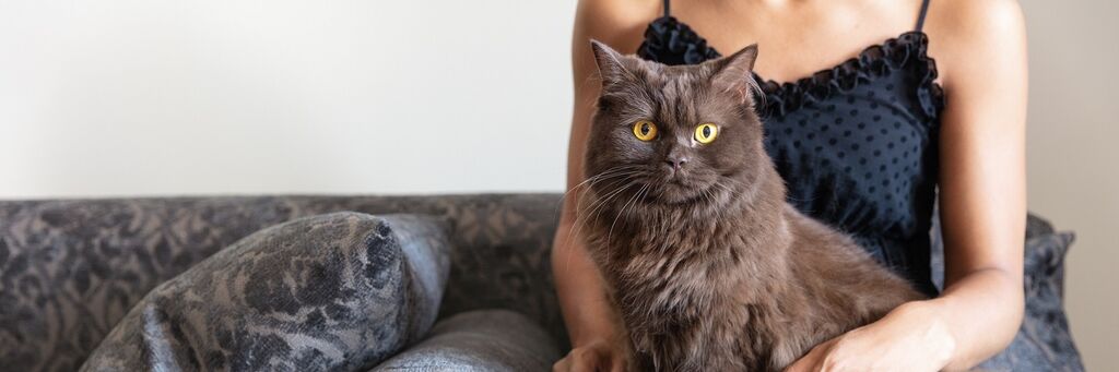 Image showcasing How to Choose Upholstery That Can Handle Your Pets | FibreGuard
